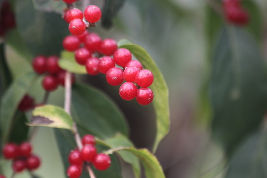 果實(shí)