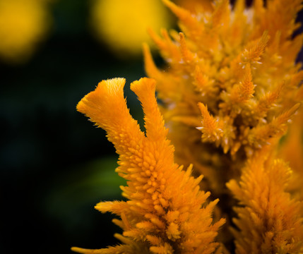 雞冠花