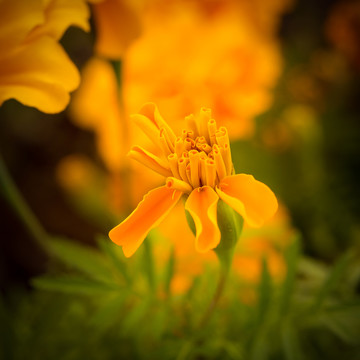 百日菊