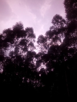 樹影天空