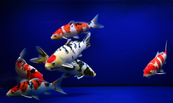 魚缸里的金魚