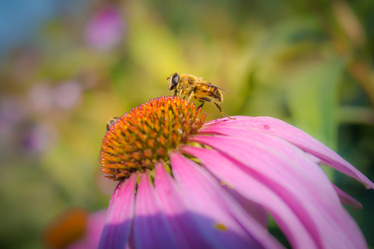 蜜蜂