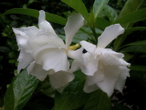 雨中花朵