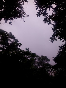 樹影天空