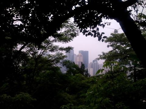 樹(shù)中高樓