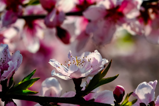 桃花