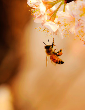 櫻花蜜蜂