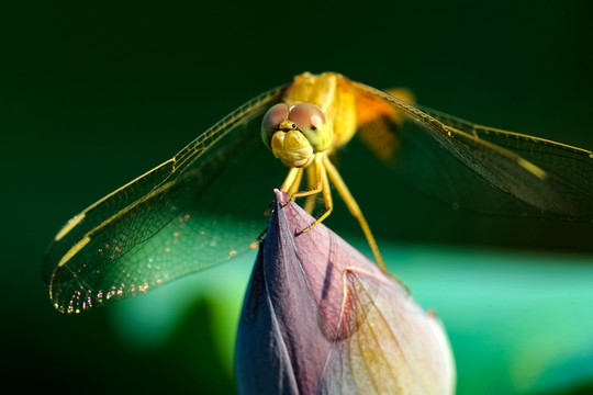 蜻蜓