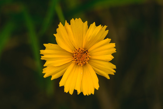 小黃花