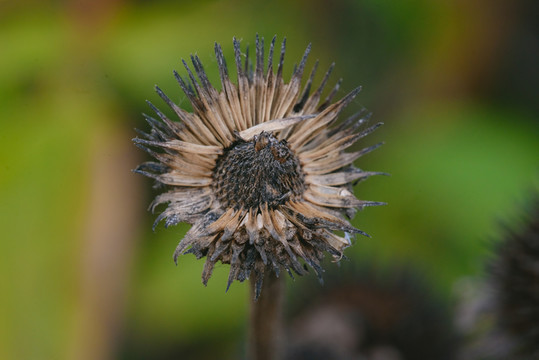 殘花