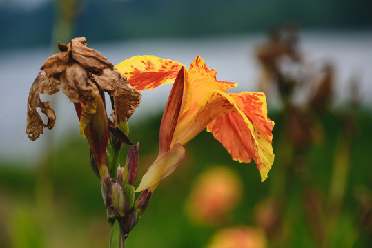 殘花