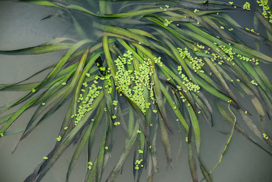 水草