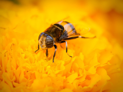蜜蜂