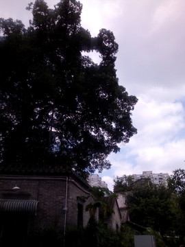 樹木天空