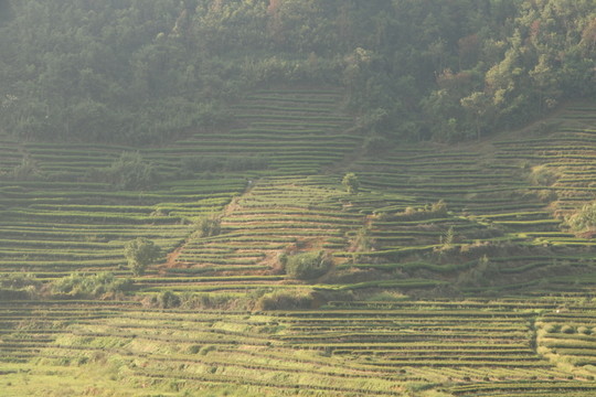 長龍茶園