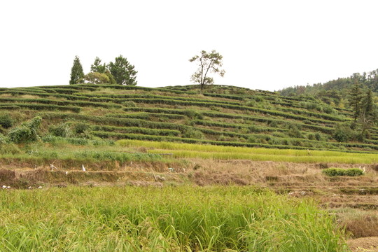 長龍茶園