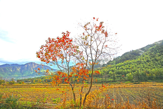 秋日田園風(fēng)光