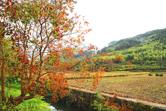 塔川秋日田園風光