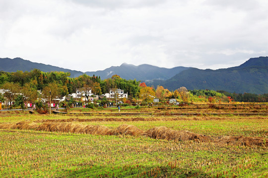 皖南田野風(fēng)光