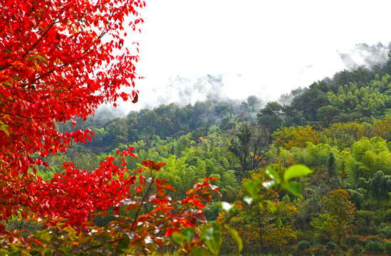 塔川紅葉