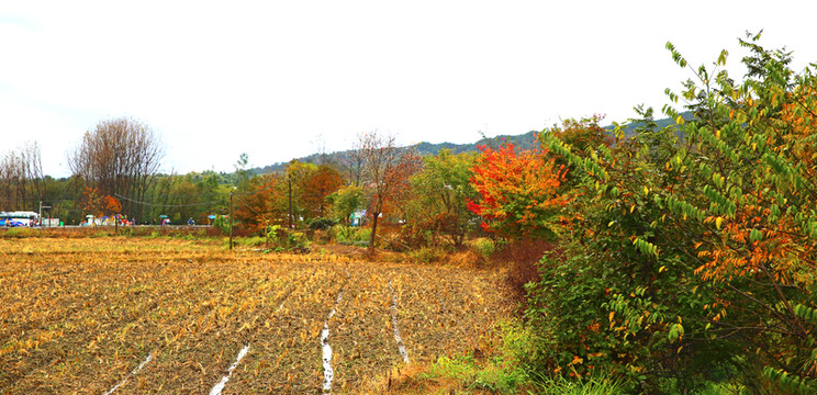 田野初秋
