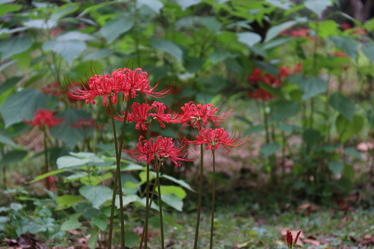 曼珠沙華