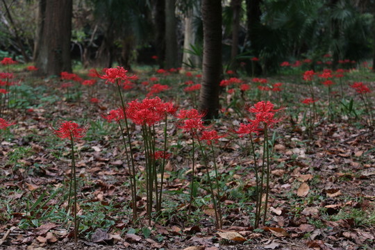 曼珠沙華