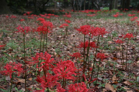 曼珠沙華