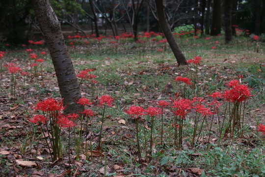 曼珠沙華