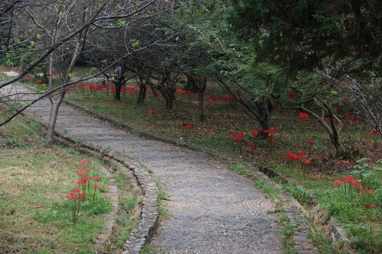 曼珠沙華