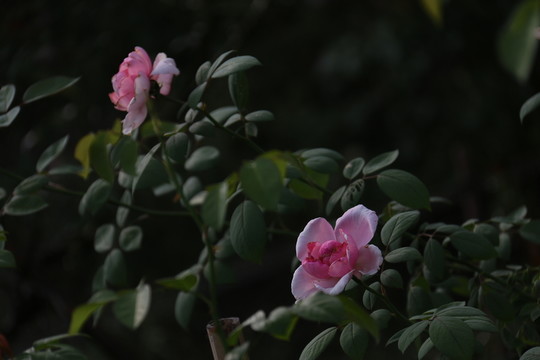 月季花