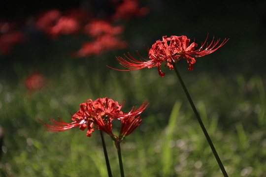 曼珠沙華