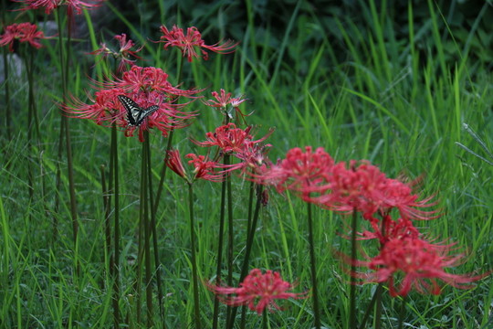 曼珠沙華