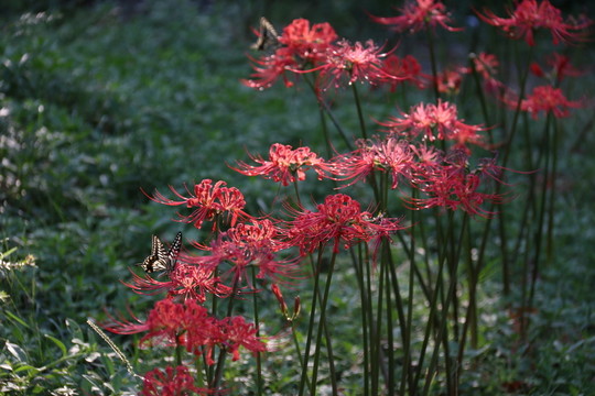 曼珠沙華