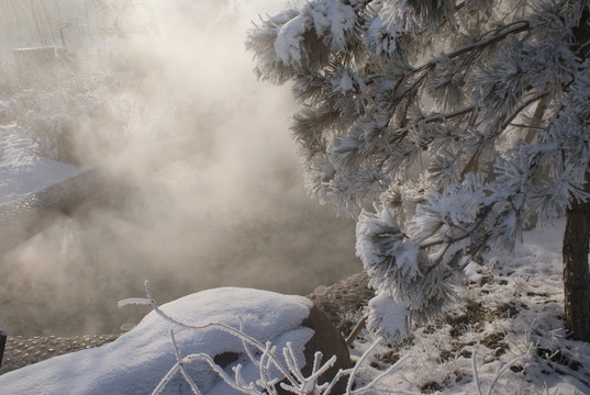 雪松