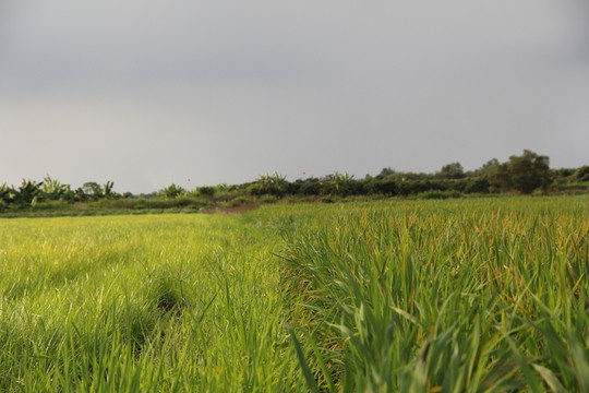 稻田