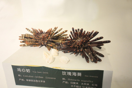 雞心蛤 玫瑰?？? style=