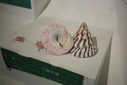 星螺 馬蹄鐘螺