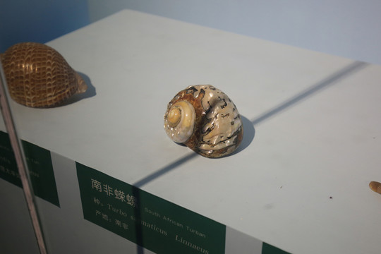 南非蠑螺
