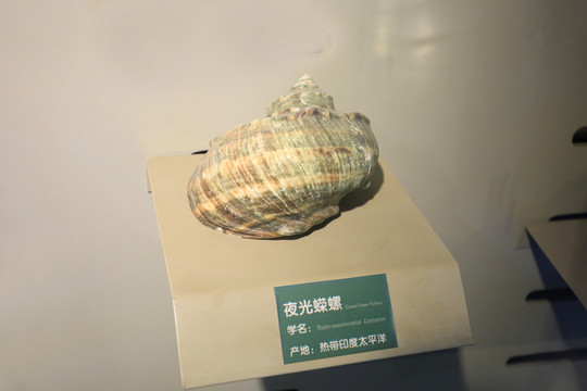 夜光蠑螺