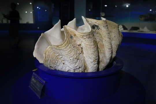 鱗硨磲