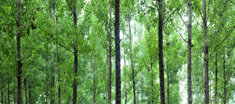 樹林  樹木