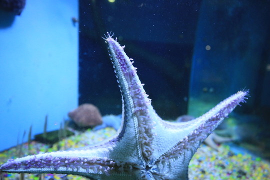 海星特顯