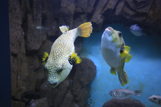 狗頭魚