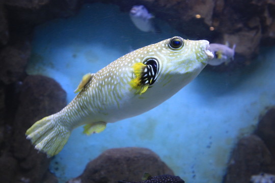 狗頭魚
