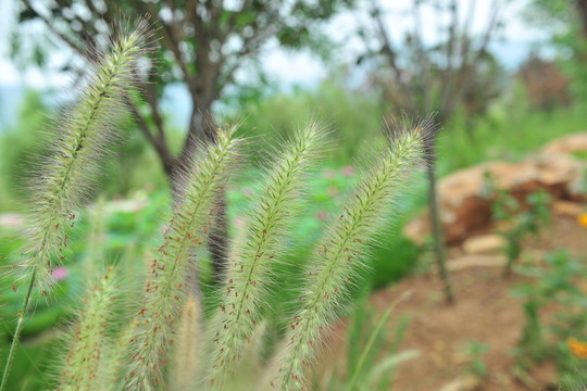 狗尾草  毛草