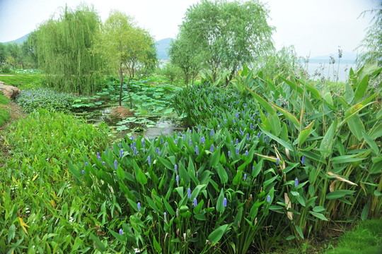 園林綠化  生態(tài)園林