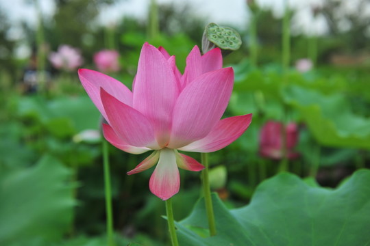 荷花