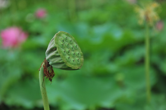 蓮蓬  荷花園