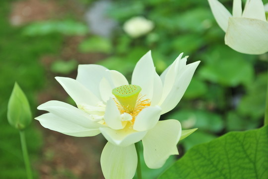 荷花